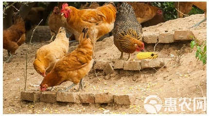 正宗農家散養土雞蛋 現撿現發，批發與擔保服務